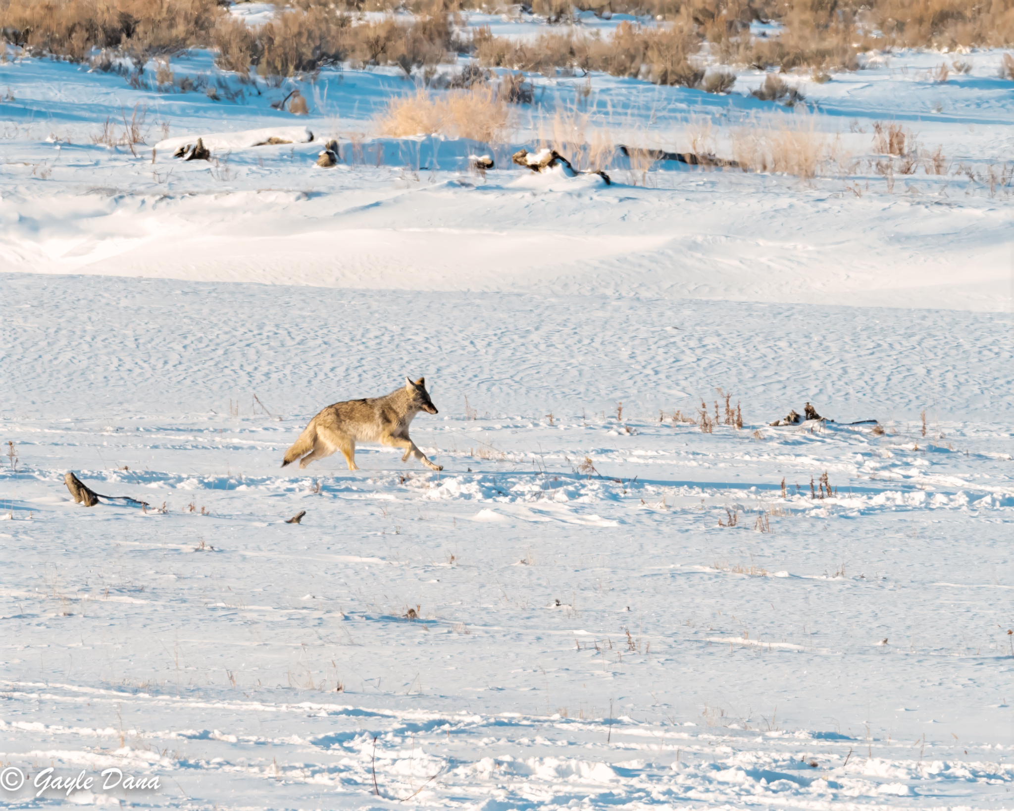 Coyote in landscape